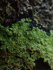 Xanthopsoroma contextum