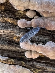 Pogonognathellus dubius