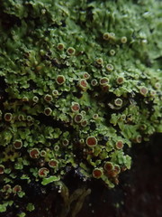 Xanthopsoroma contextum