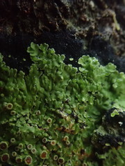 Xanthopsoroma contextum