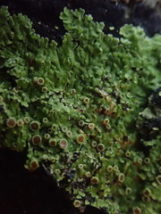 Xanthopsoroma contextum