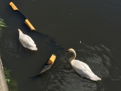 Cygnus olor