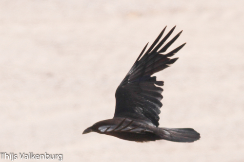 Brown-necked Raven