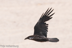 Brown-Necked Raven photo 3