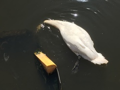 Cygnus olor