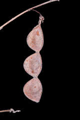 Desmodium orbiculare