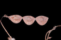 Desmodium orbiculare