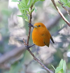 Loxops coccineus