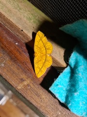 Periclina