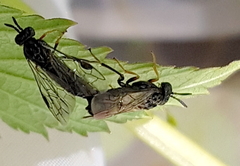 Runaria reducta