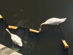 Cygnus olor