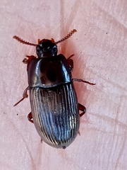 Uloma imberbis