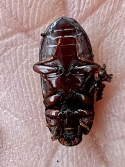 Uloma imberbis