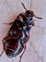Uloma imberbis