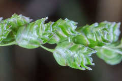 Chascolytrum subaristatum