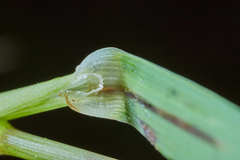 Chascolytrum subaristatum