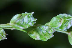 Chascolytrum subaristatum