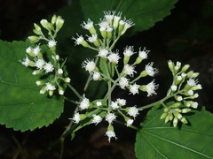 Ageratina roanensis