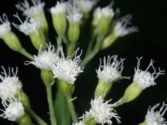 Ageratina roanensis