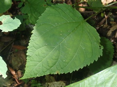 Ageratina roanensis