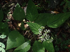 Ageratina roanensis