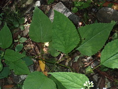 Ageratina roanensis