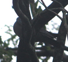 Patagioenas
