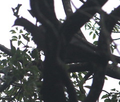 Patagioenas