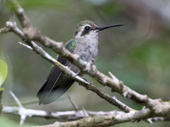 Chlorostilbon gibsoni