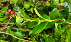 Vaccinium racemosum