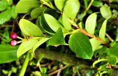 Vaccinium racemosum