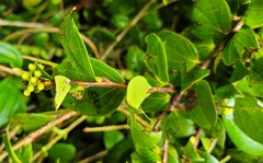 Vaccinium racemosum