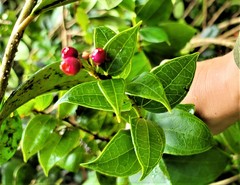Vaccinium racemosum