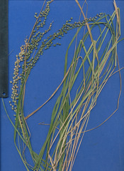 Chascolytrum subaristatum