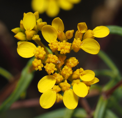 Flaveria ramosissima