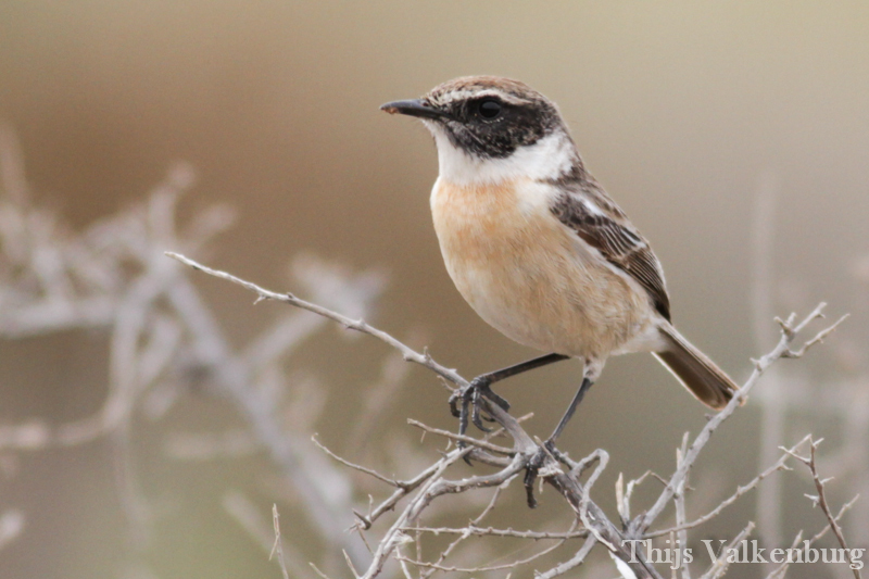 Fuerteventura Stonechat (Saxicola dacotiae) photo