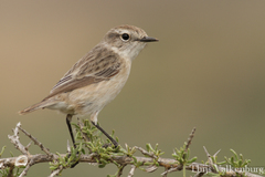 Saxicola dacotiae