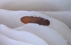 Metopsia