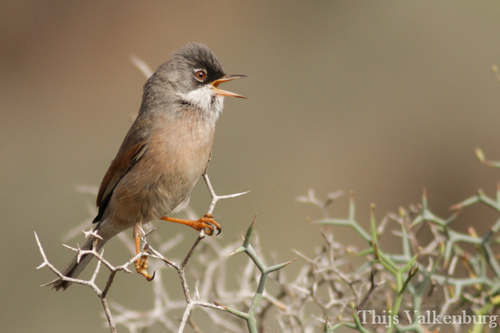 Spectacled Warbler
