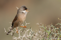 Spectacled Warbler photo 3