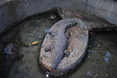 Crocodylus