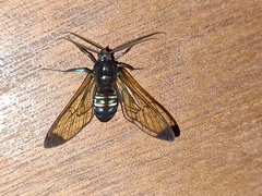 Gymnelia