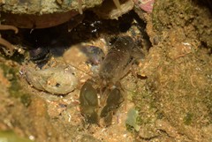 Alpheus angulosus