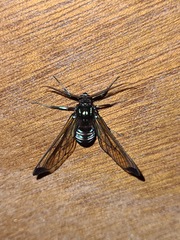 Gymnelia