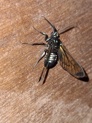 Gymnelia