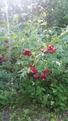 Paeonia × suffruticosa