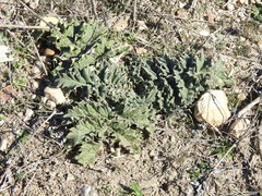 Cynara tournefortii