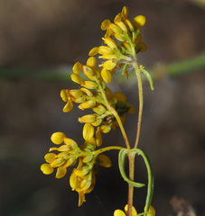 Flaveria ramosissima