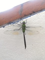 Anax concolor