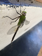 Anax concolor